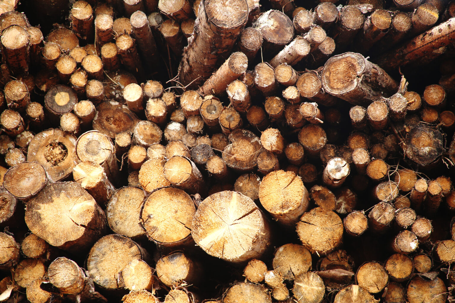 Holzstämme 2