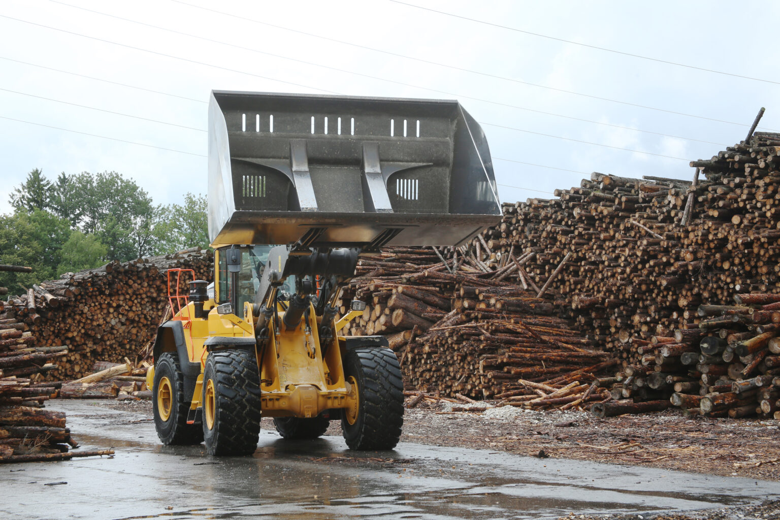 Holzstämme 3